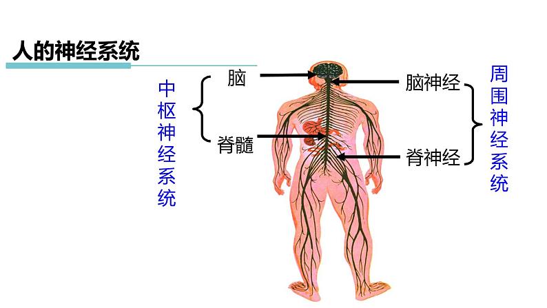 3.3 神经调节 第2课时 信息的处理  课件---2023-2024学年浙教版科学八年级上册04