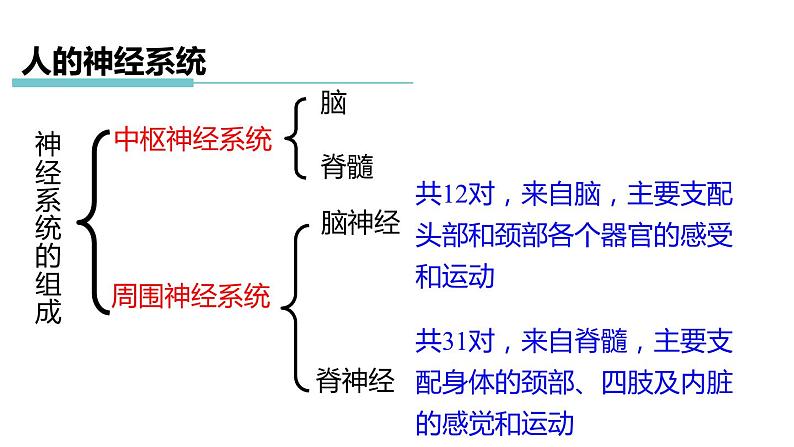 3.3 神经调节 第2课时 信息的处理  课件---2023-2024学年浙教版科学八年级上册05