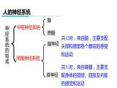 3.3 神经调节 第2课时 信息的处理  课件---2023-2024学年浙教版科学八年级上册