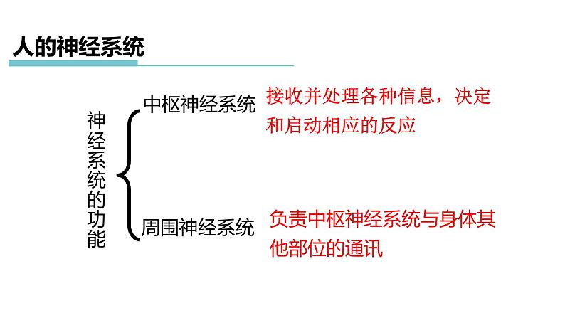 3.3 神经调节 第2课时 信息的处理  课件---2023-2024学年浙教版科学八年级上册06