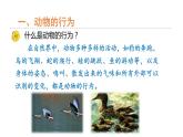 3.4 动物的行为  课件---2023-2024学年浙教版科学八年级上册