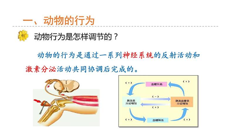 3.4 动物的行为  课件---2023-2024学年浙教版科学八年级上册04