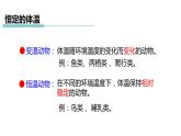 3.5 体温的控制  课件---2023-2024学年浙教版科学八年级上册