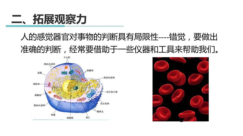 1.3 科学观察 课件---2023-2024学年浙教版科学七年级上册07