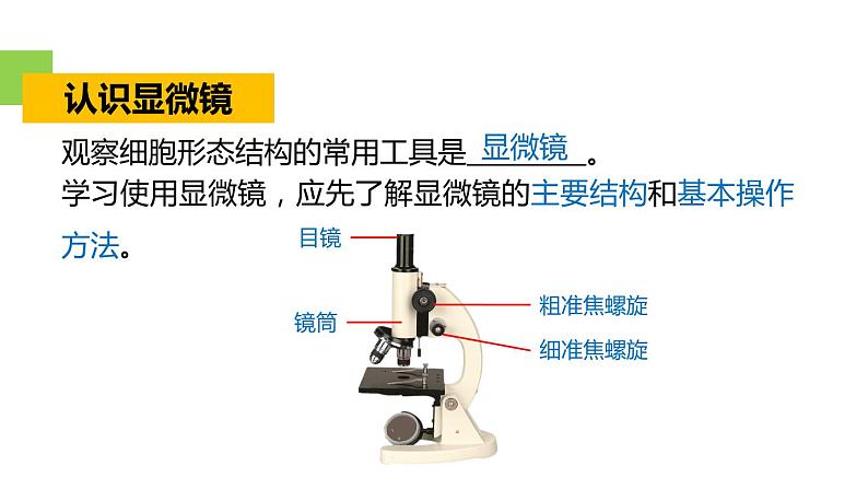 2.2细胞 第2课时 显微镜的使用 课件---2023-2024学年浙教版科学七年级上册02