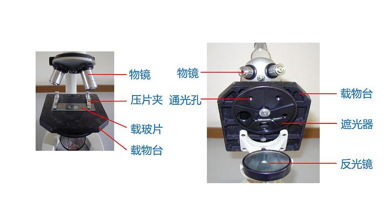 2.2细胞 第2课时 显微镜的使用 课件---2023-2024学年浙教版科学七年级上册03