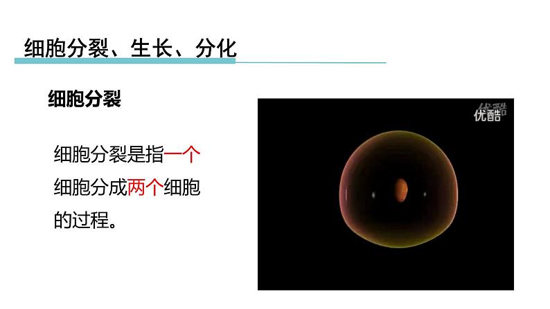 2.3生物体的结构层次 第1课时 细胞的分裂、生长、分化 课件---2023-2024学年浙教版科学七年级上册03