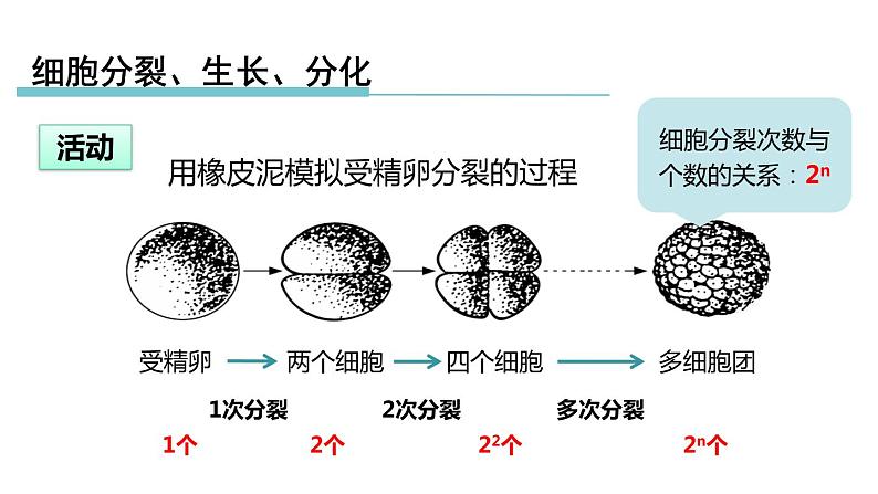 2.3生物体的结构层次 第1课时 细胞的分裂、生长、分化 课件---2023-2024学年浙教版科学七年级上册04