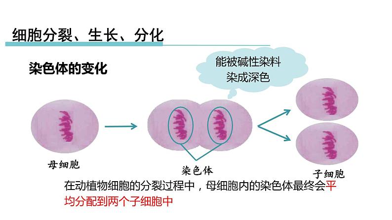 2.3生物体的结构层次 第1课时 细胞的分裂、生长、分化 课件---2023-2024学年浙教版科学七年级上册05