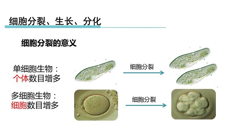 2.3生物体的结构层次 第1课时 细胞的分裂、生长、分化 课件---2023-2024学年浙教版科学七年级上册06