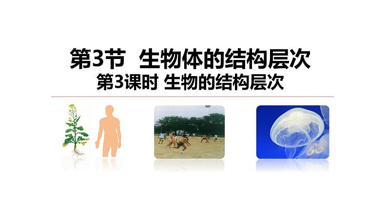 2.3生物体的结构层次 第3课时 生物的结构层次 课件---2023-2024学年浙教版科学七年级上册01