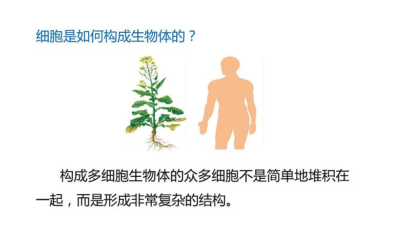 2.3生物体的结构层次 第3课时 生物的结构层次 课件---2023-2024学年浙教版科学七年级上册02