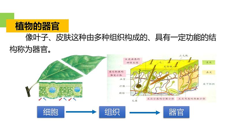 2.3生物体的结构层次 第3课时 生物的结构层次 课件---2023-2024学年浙教版科学七年级上册03