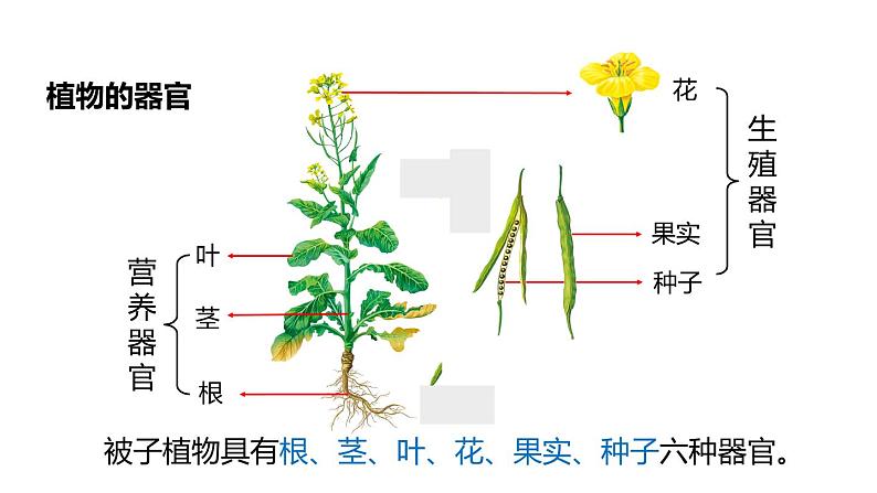 2.3生物体的结构层次 第3课时 生物的结构层次 课件---2023-2024学年浙教版科学七年级上册04