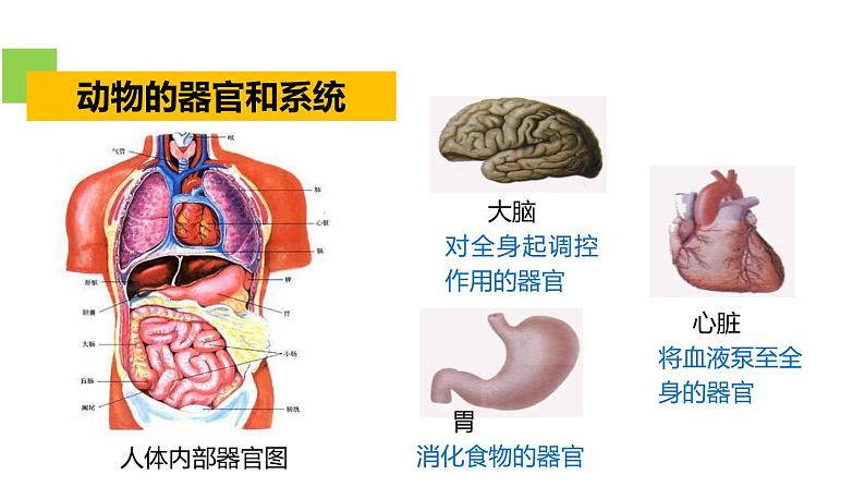 2.3生物体的结构层次 第3课时 生物的结构层次 课件---2023-2024学年浙教版科学七年级上册07