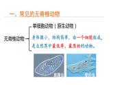 2.4 常见的动物 第3课时 无脊椎动物 课件---2023-2024学年浙教版科学七年级上册