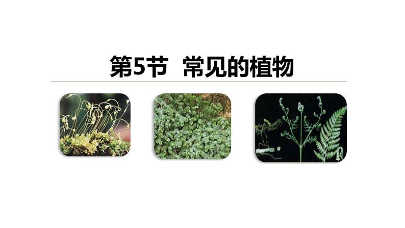 2.5 常见的植物 课件---2023-2024学年浙教版科学七年级上册01