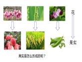 2.5 常见的植物 课件---2023-2024学年浙教版科学七年级上册