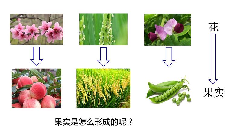 2.5 常见的植物 课件---2023-2024学年浙教版科学七年级上册02