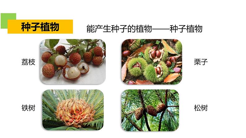 2.5 常见的植物 课件---2023-2024学年浙教版科学七年级上册04