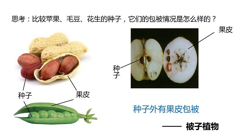 2.5 常见的植物 课件---2023-2024学年浙教版科学七年级上册05