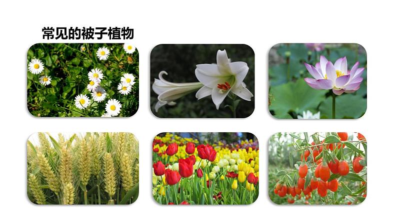 2.5 常见的植物 课件---2023-2024学年浙教版科学七年级上册07