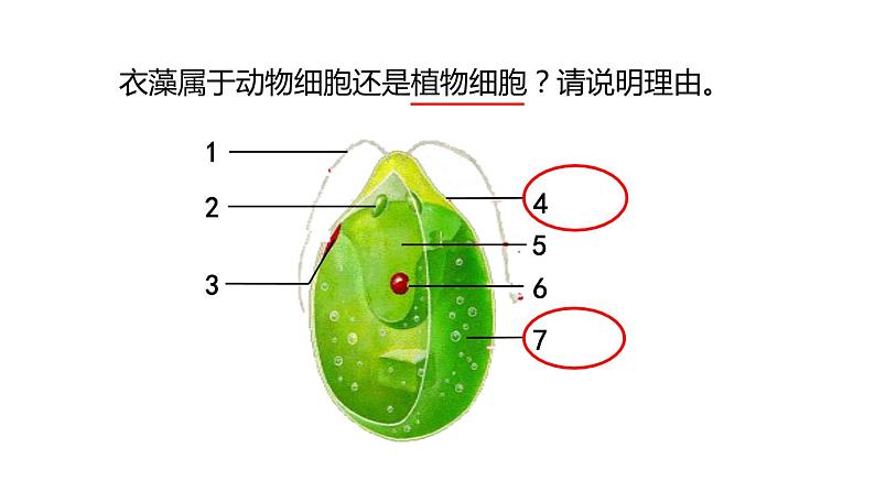 2.6 物种的多样性 第1课时 单细胞和多细胞生物 课件---2023-2024学年浙教版科学七年级上册第6页