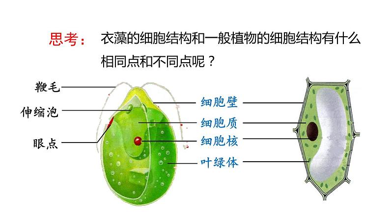 2.6 物种的多样性 第1课时 单细胞和多细胞生物 课件---2023-2024学年浙教版科学七年级上册第7页