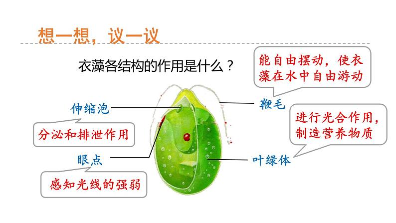 2.6 物种的多样性 第1课时 单细胞和多细胞生物 课件---2023-2024学年浙教版科学七年级上册第8页