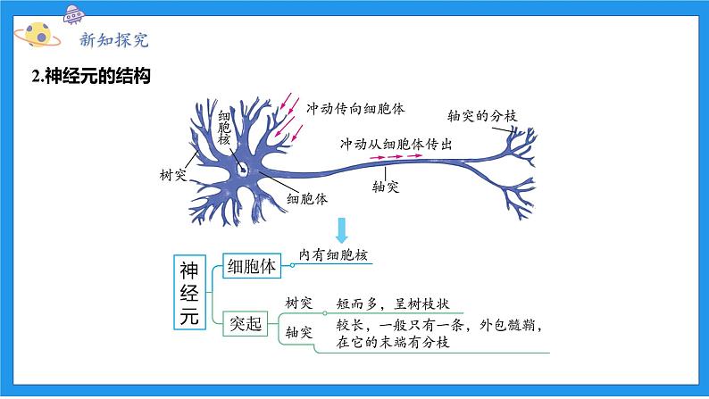 八上科学浙教 第3章  第3节 神经调节 PPT课件第7页