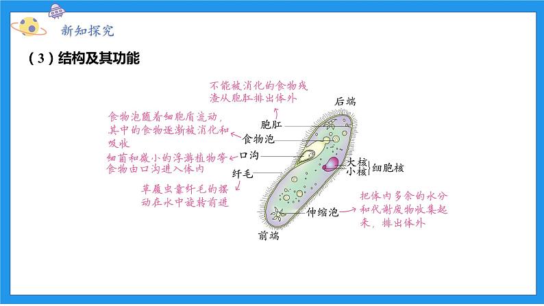 七上科学浙教 第2章 第6节 物种的多样性 PPT课件07