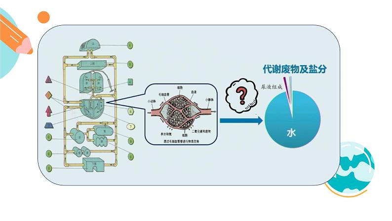 人体内水分的平衡与调节课件PPT02