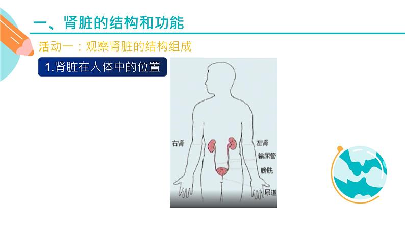 人体内水分的平衡与调节课件PPT03