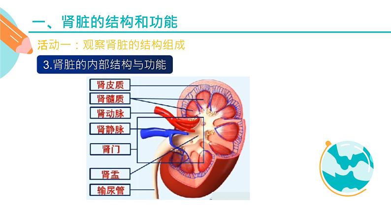 人体内水分的平衡与调节课件PPT05