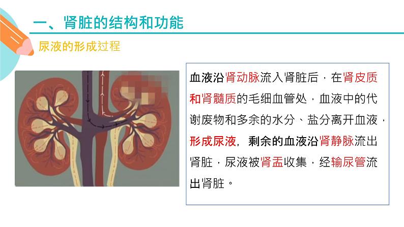 人体内水分的平衡与调节课件PPT06