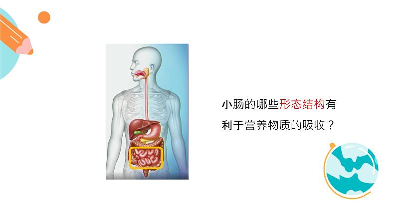 营养物质的吸收课件PPT第2页