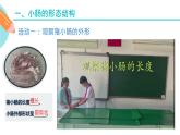 营养物质的吸收课件PPT