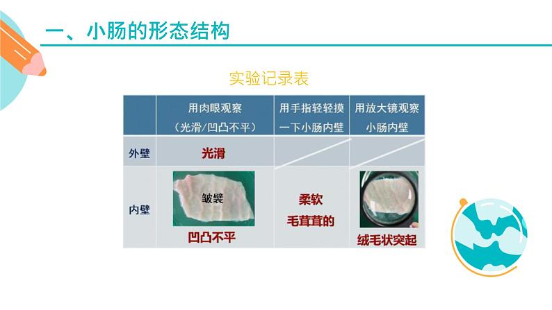 营养物质的吸收课件PPT第8页