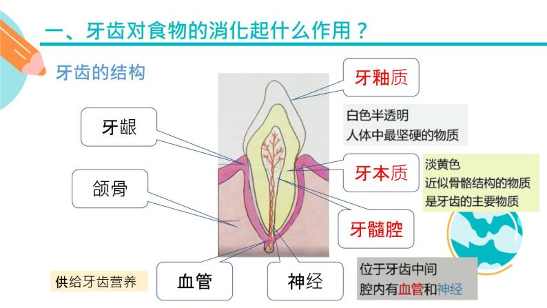 食物的消化过程课件PPT04