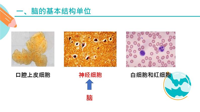 认识脑的主要结构课件PPT第3页