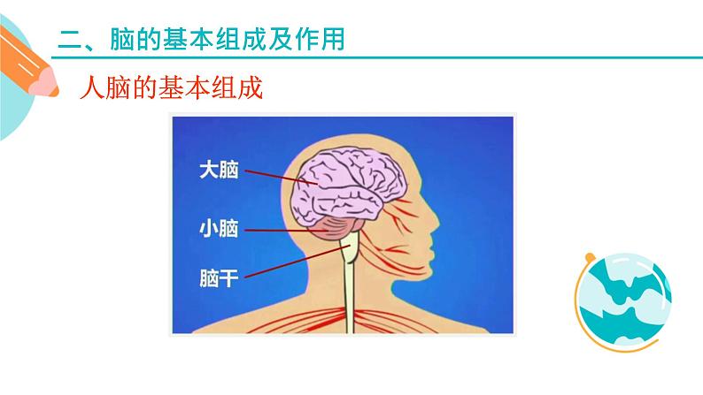 认识脑的主要结构课件PPT第4页