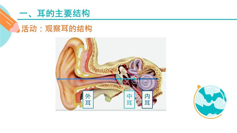 耳的主要结构和功能课件PPT04