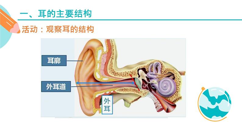 耳的主要结构和功能课件PPT05