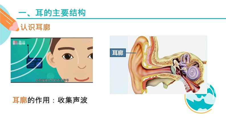 耳的主要结构和功能课件PPT07