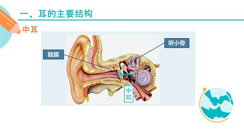 耳的主要结构和功能课件PPT08