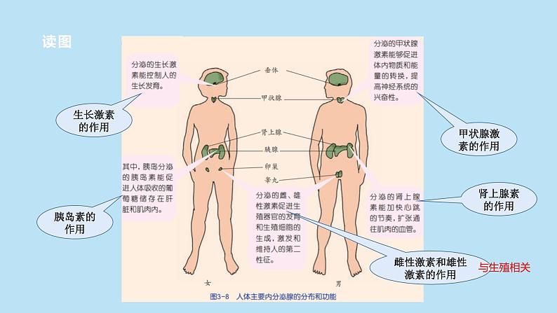 2022浙教版八上科学3.2人体的激素调节（课件+教学设计+学案+视频）07