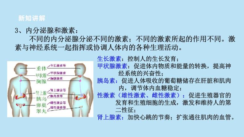 2022浙教版八上科学3.2人体的激素调节（课件+教学设计+学案+视频）08