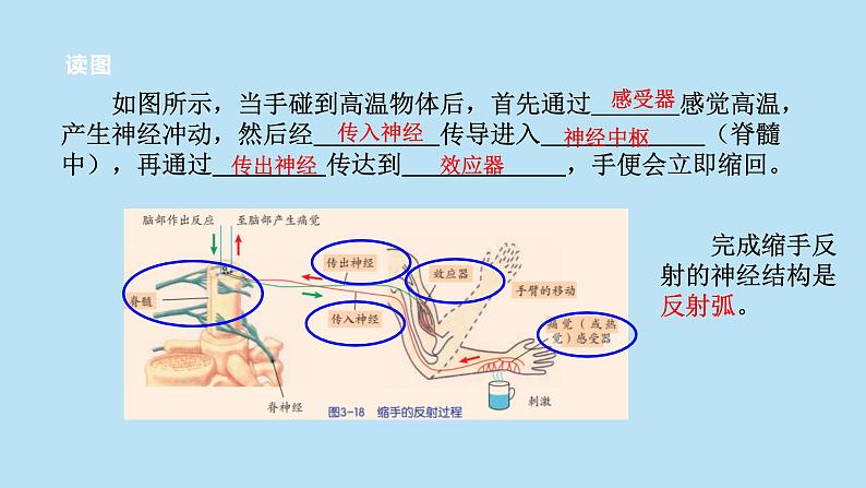 2022浙教版八上科学3.3神经调节（2）第8页