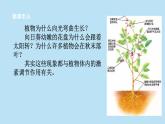 2022浙教版八上科学3.1植物的生命活动调节 第2课时（课件+教学设计+学案+视频）