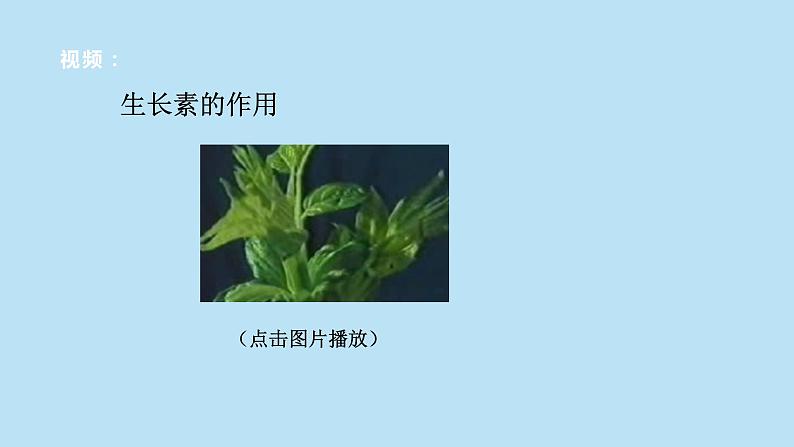 2022浙教版八上科学3.1植物的生命活动调节 第2课时（课件+教学设计+学案+视频）08